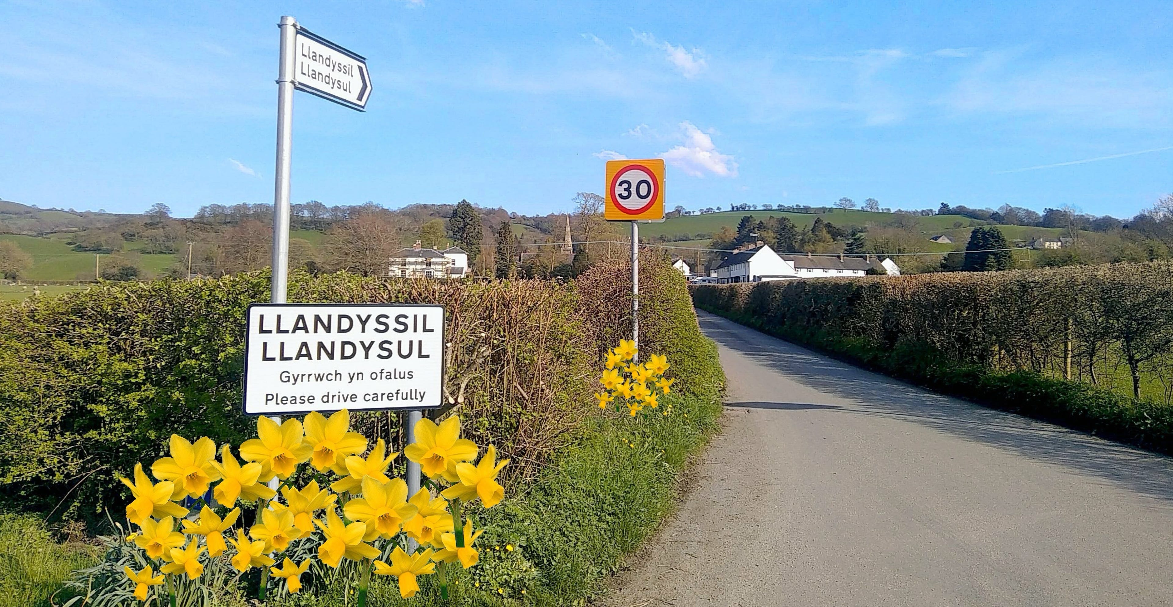 Picture of the lane leading into Llandyssil with springtime daffodils